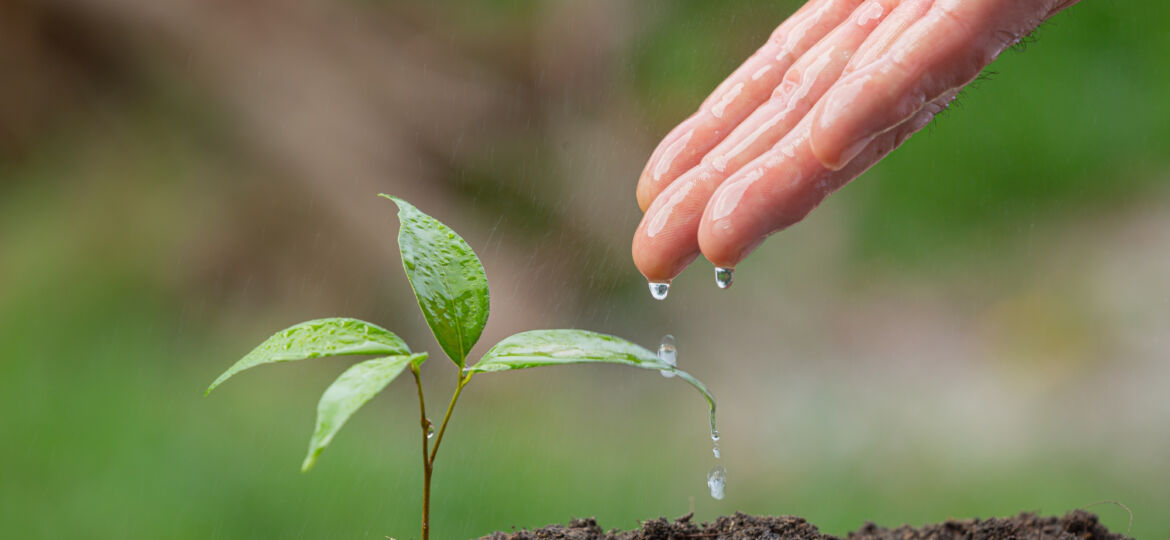 close-up-picture-of-hand-watering-the-sapling-of-the-plant